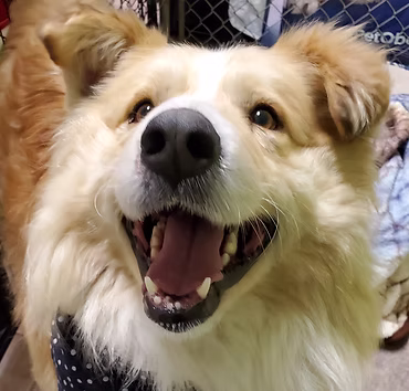 Dog 4